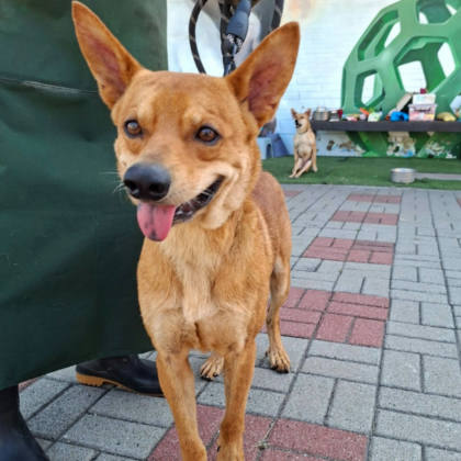 台南市待認養狗｜混種犬｜黃色｜公