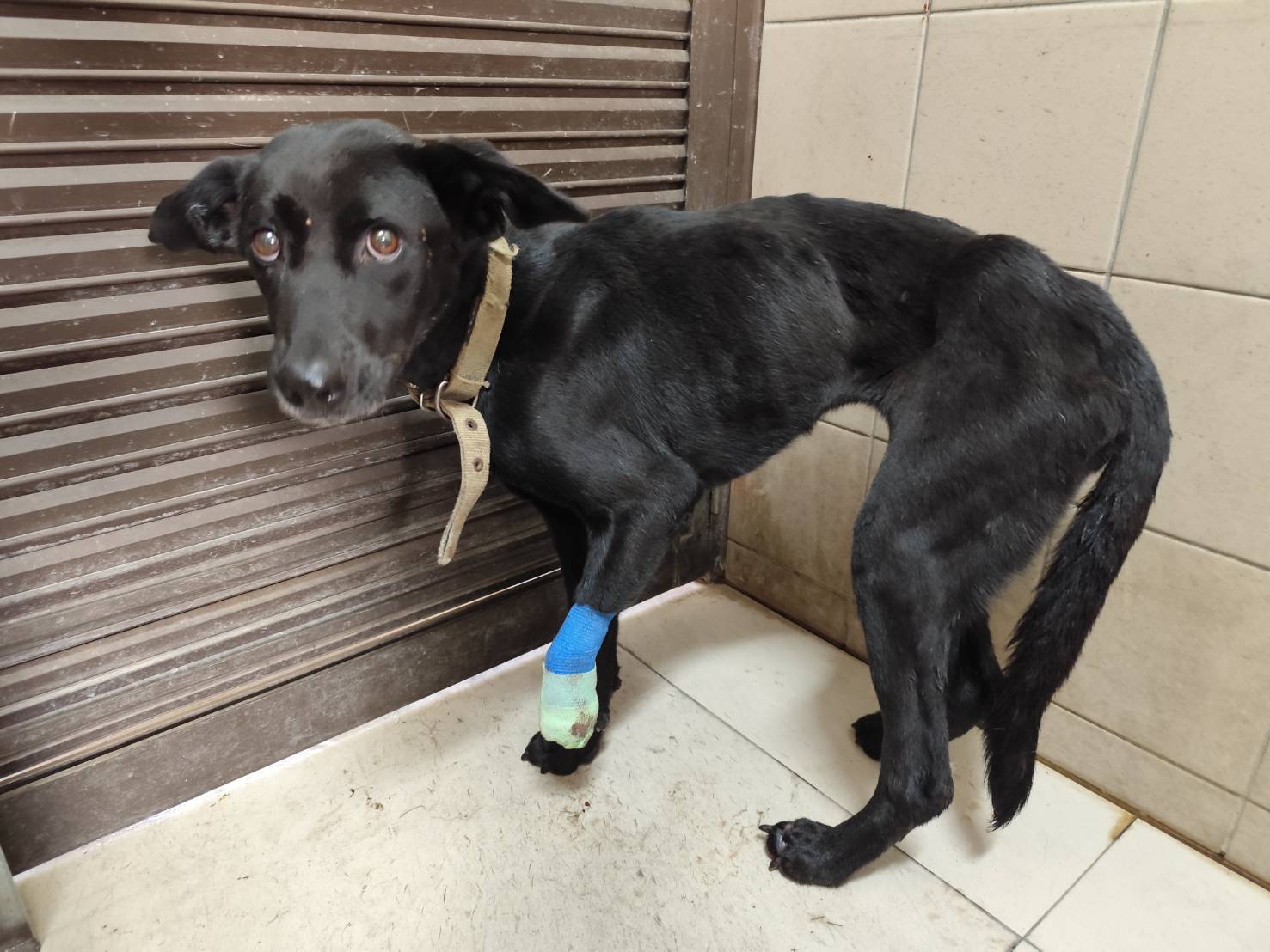 高雄市待認養狗 混種犬