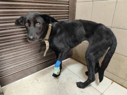 高雄市待認養狗｜混種犬｜黑色｜母