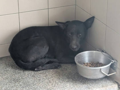 高雄市待認養狗｜混種犬｜黑色｜母