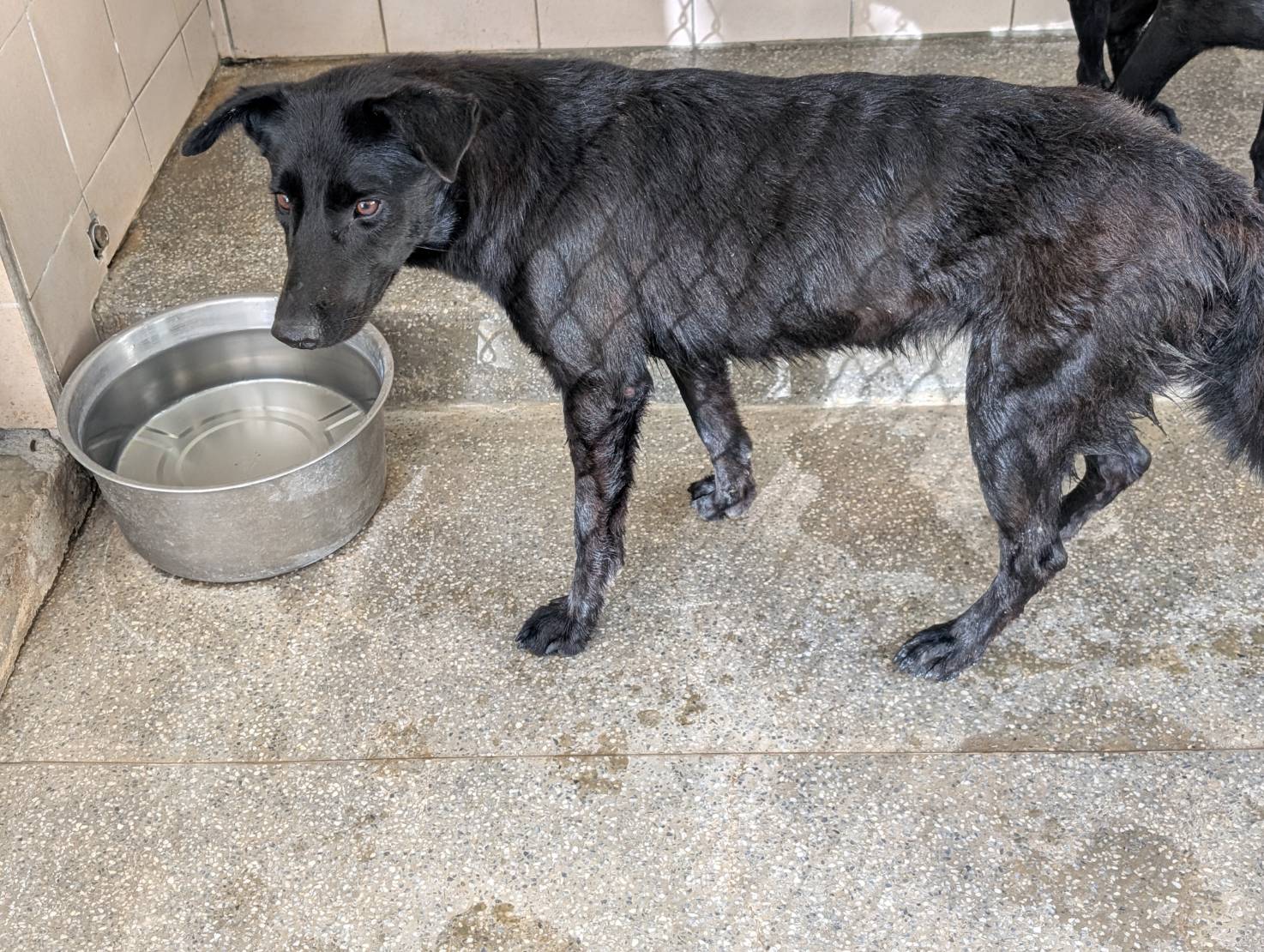 高雄市待認養狗 混種犬