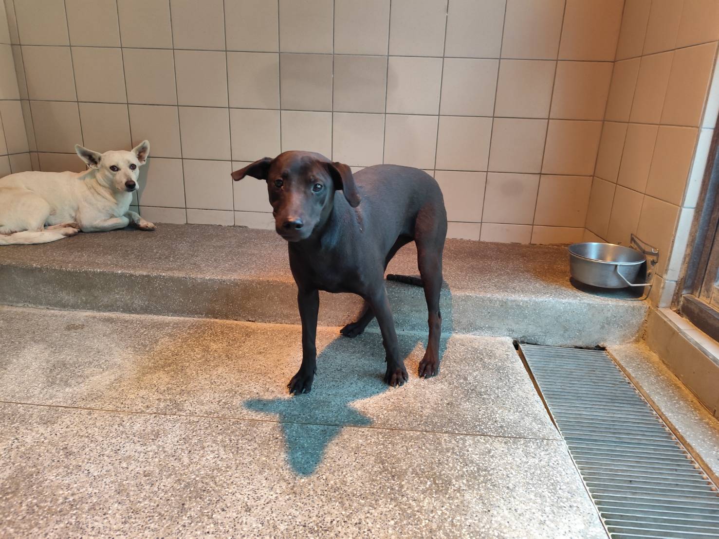 高雄市待認養狗 混種犬