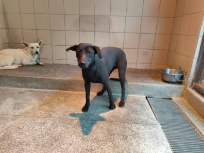 高雄市待認養狗｜混種犬｜黑色｜母