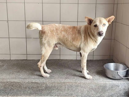 高雄市待認養狗｜混種犬｜黃色｜公