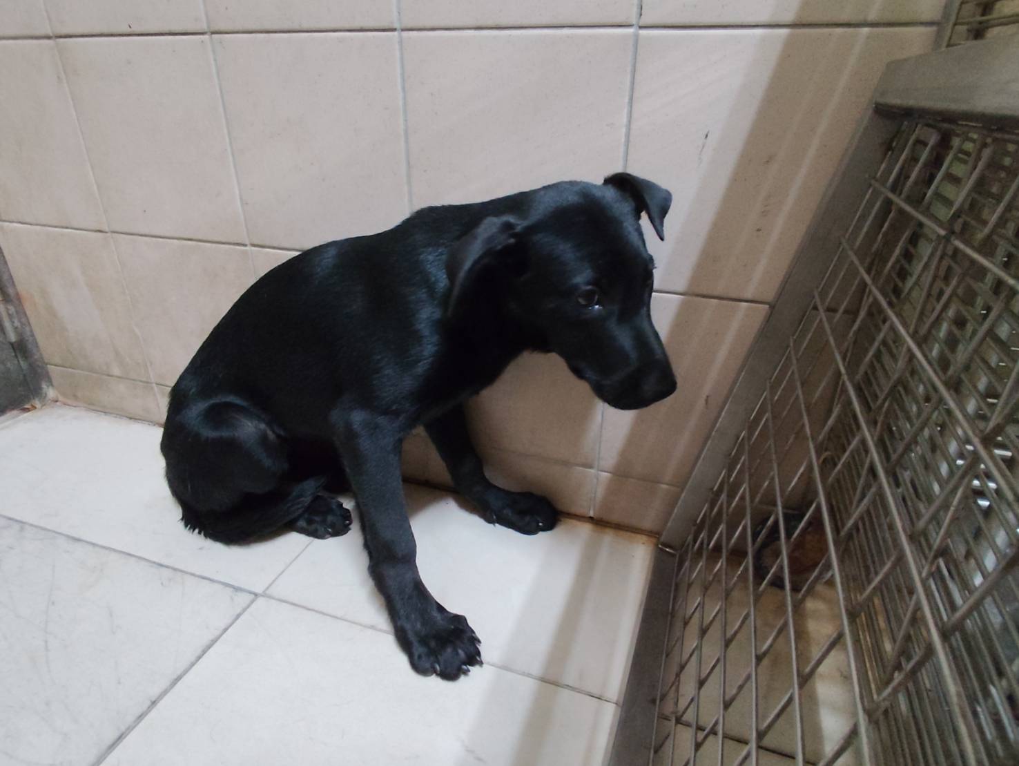 高雄市待認養狗 混種犬