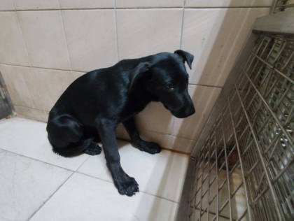 高雄市待認養狗｜混種犬｜黑色｜母