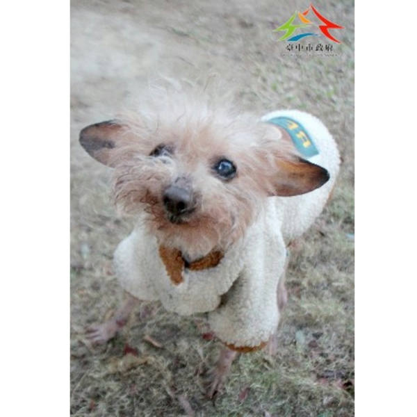 台中市待認養狗 貴賓犬