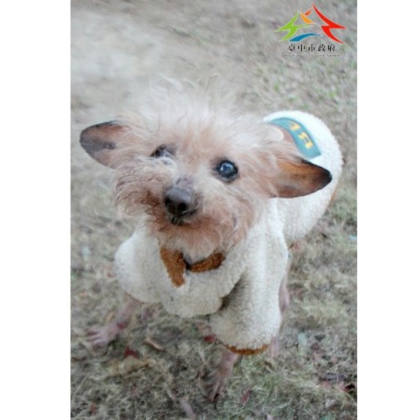台中市待認養狗｜貴賓犬｜棕色｜公
