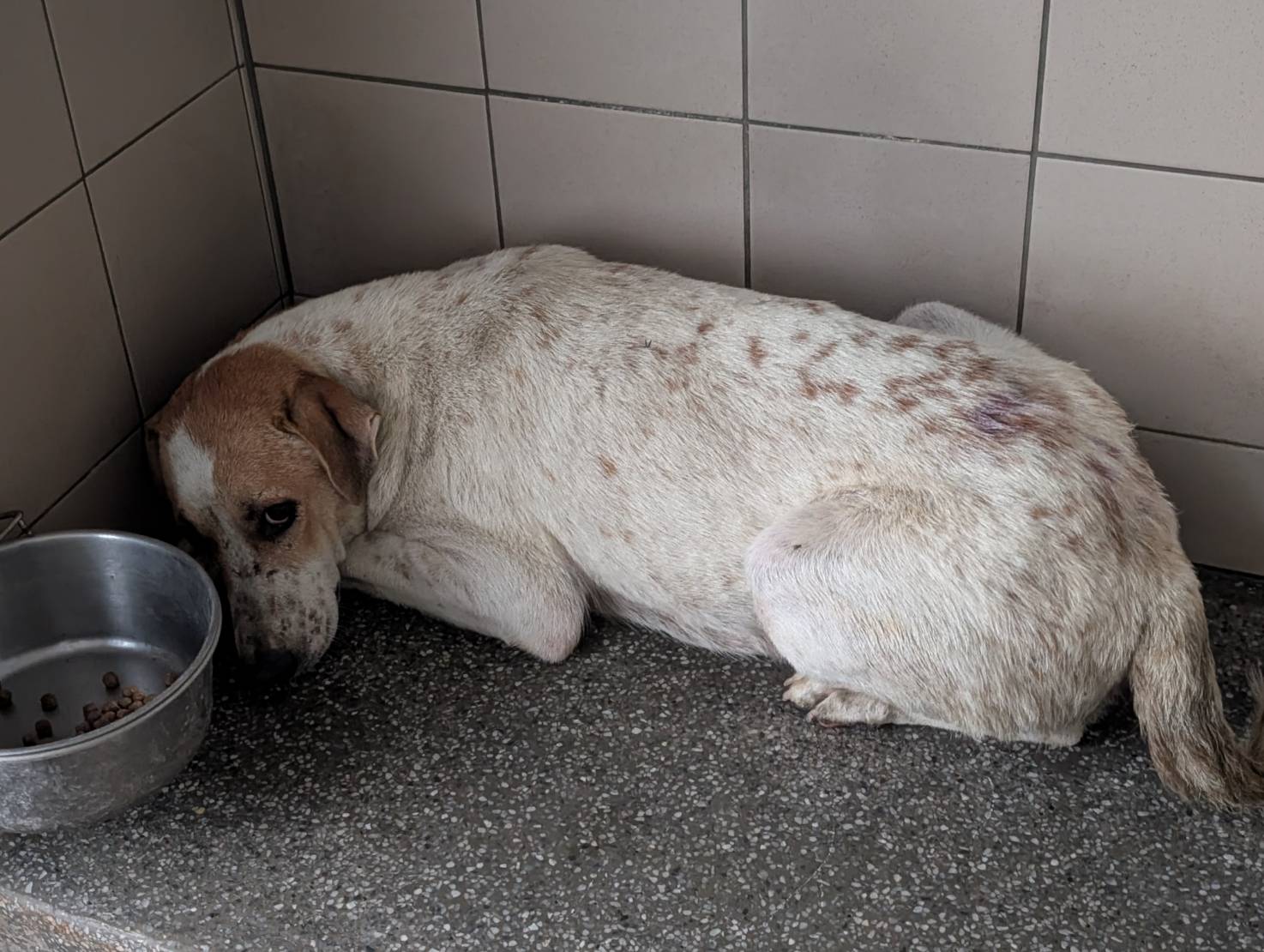 高雄市待認養狗 混種犬