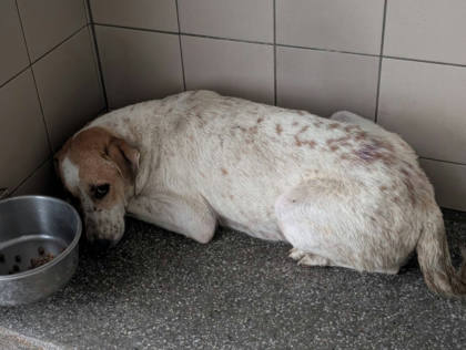 高雄市待認養狗｜混種犬｜花色｜母