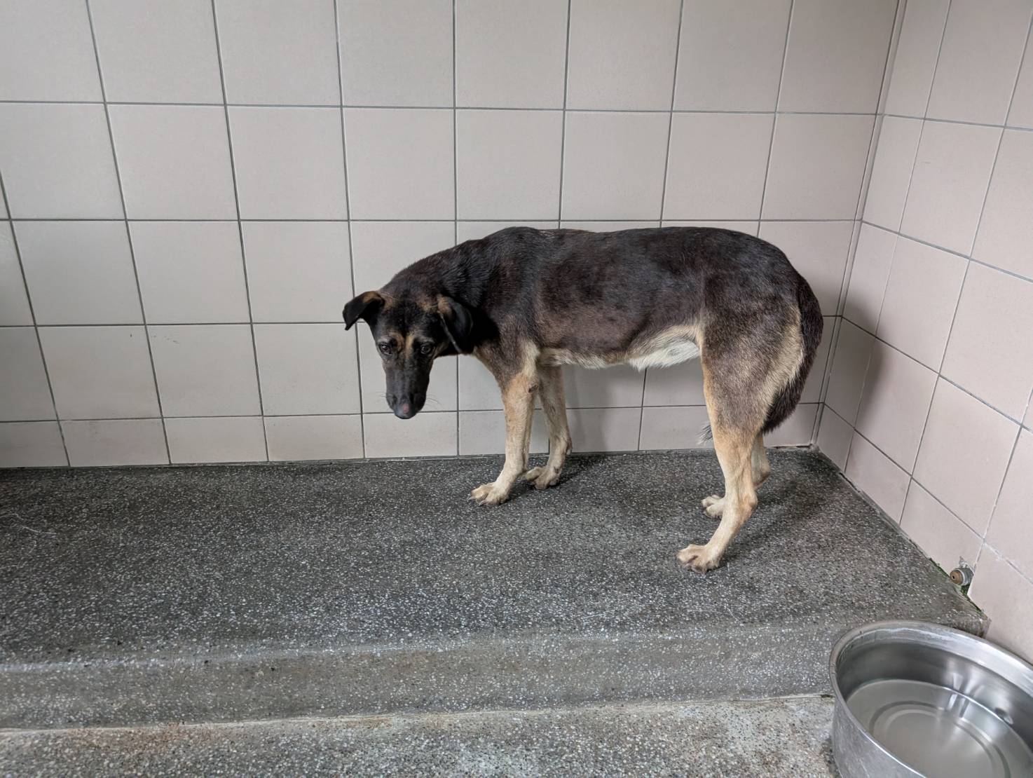 高雄市待認養狗 混種犬