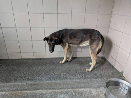 高雄市待認養狗｜混種犬｜黑色｜母