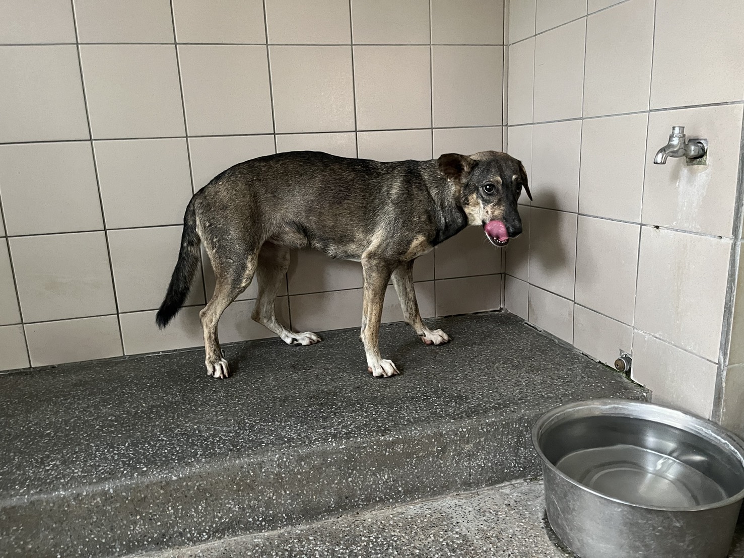 高雄市待認養狗 混種犬