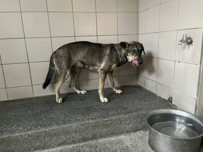 高雄市待認養狗｜混種犬｜棕色｜母