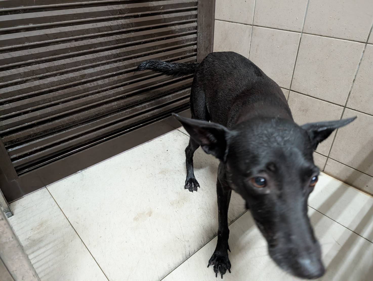 高雄市待認養狗 混種犬