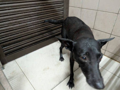 高雄市待認養狗｜混種犬｜黑色｜母