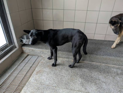 高雄市待認養狗｜混種犬｜黑色｜母