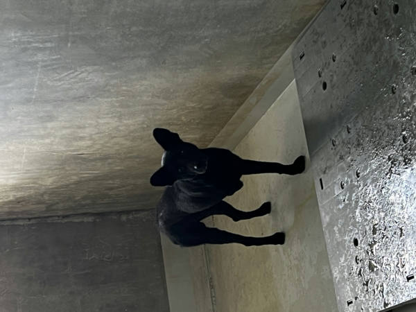 基隆市待認養狗 混種犬