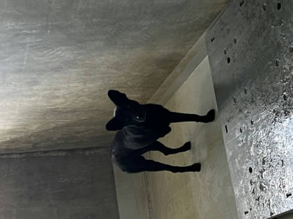 基隆市待認養狗｜混種犬｜黑色｜公