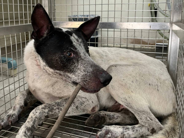 台北市待認養狗 混種犬