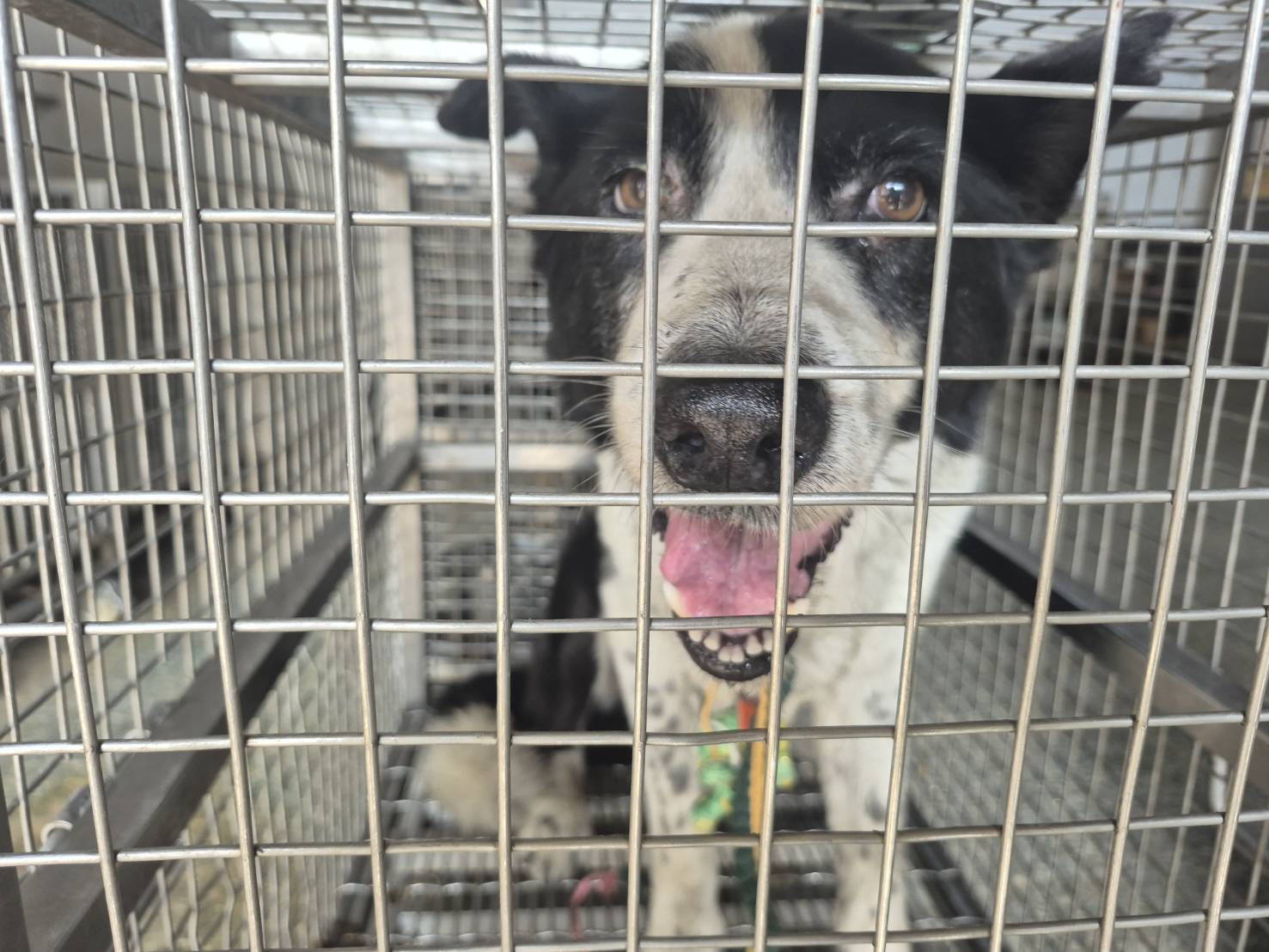 台南市待認養狗 邊境牧羊犬