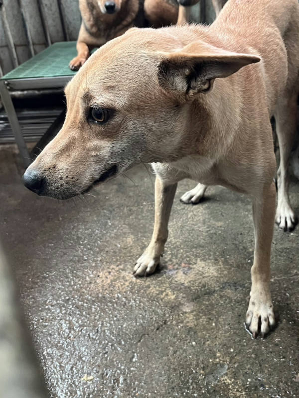 彰化縣待認養狗 混種犬