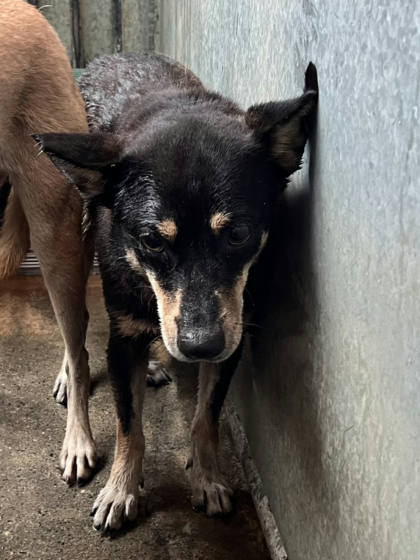 彰化縣待認養狗｜混種犬｜黑黃色｜母