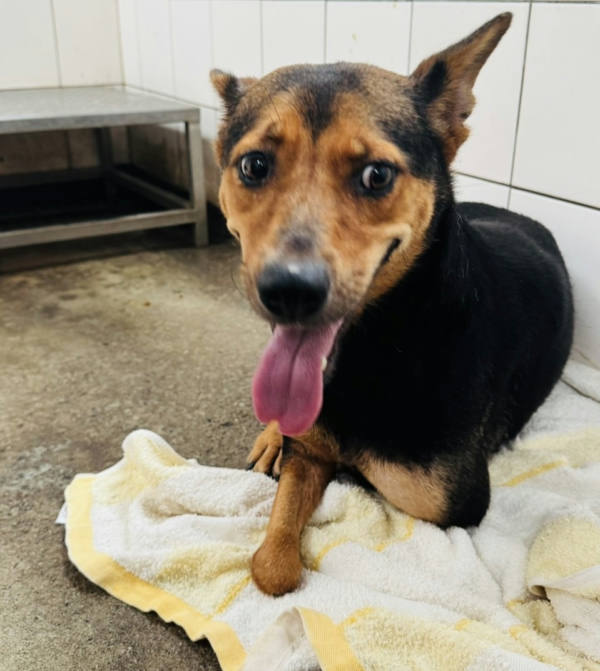 新北市待認養狗 混種犬
