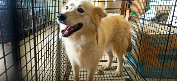 金門縣待認養狗 混種犬