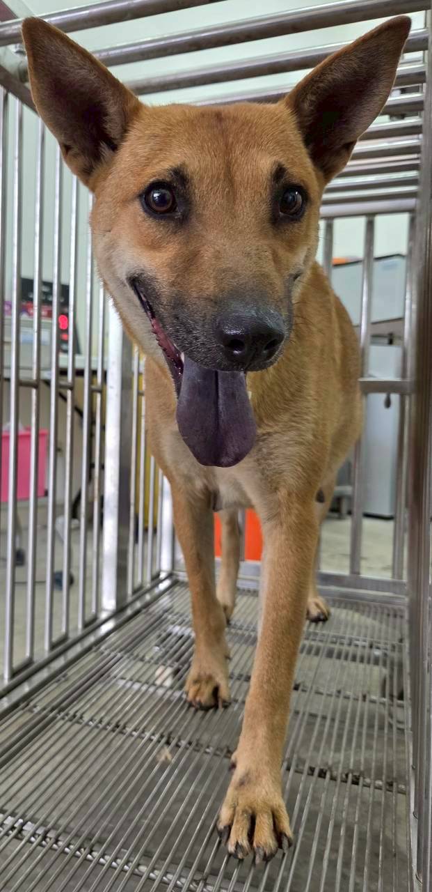 花蓮縣待認養狗 混種犬