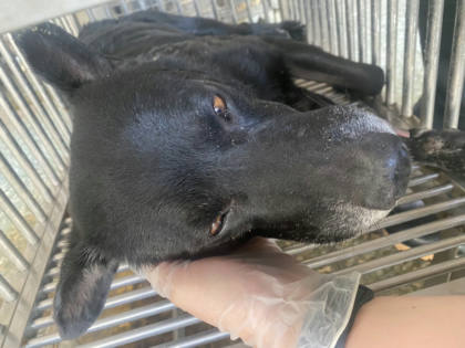 台南市待認養狗｜混種犬｜黑色｜公