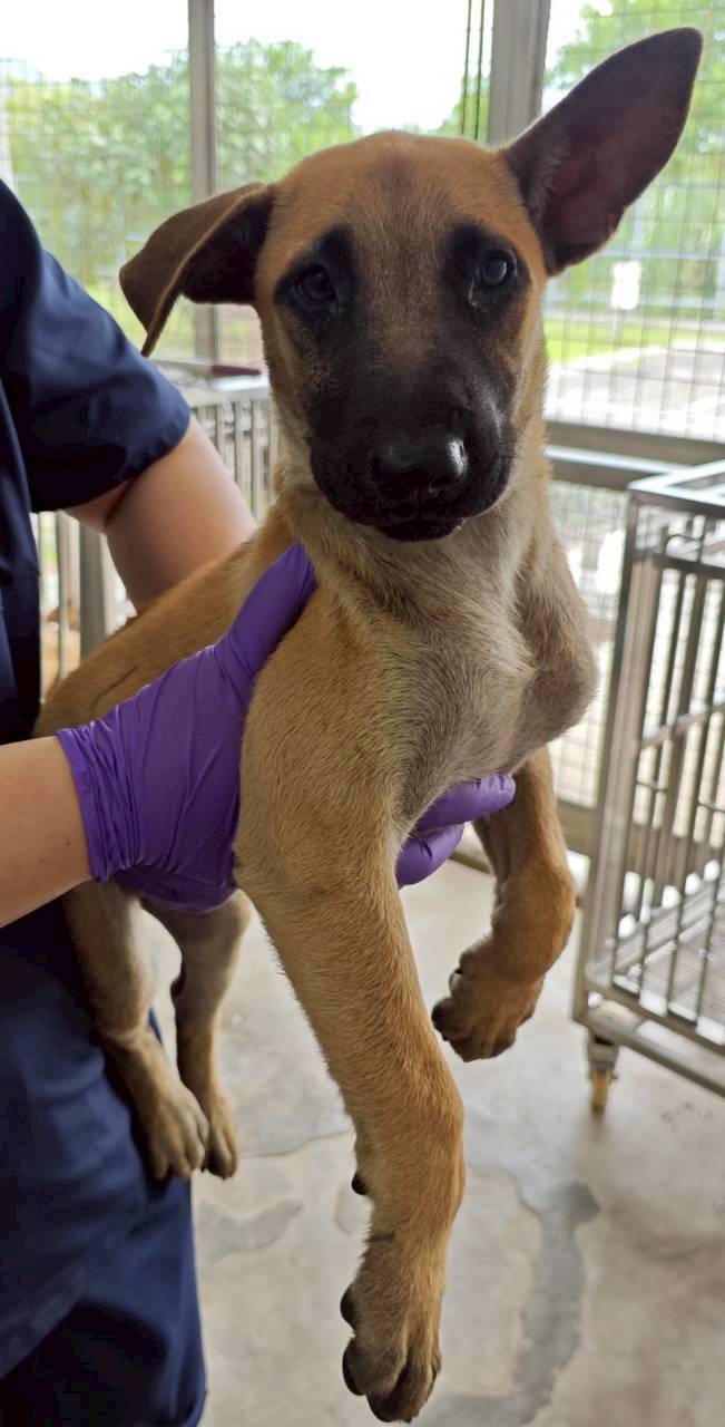 花蓮縣已領養狗 混種犬