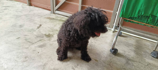 新北市待認養狗 玩具貴賓犬