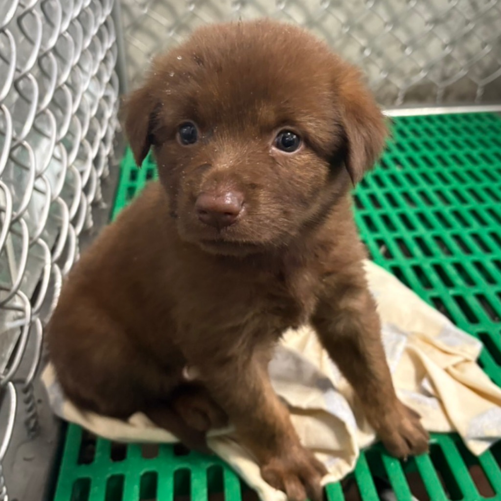 台東縣待認養狗 混種犬