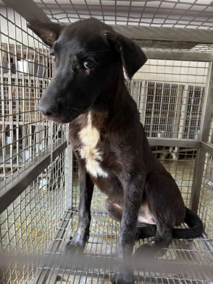 台南市待認養狗｜混種犬｜黑白色｜母