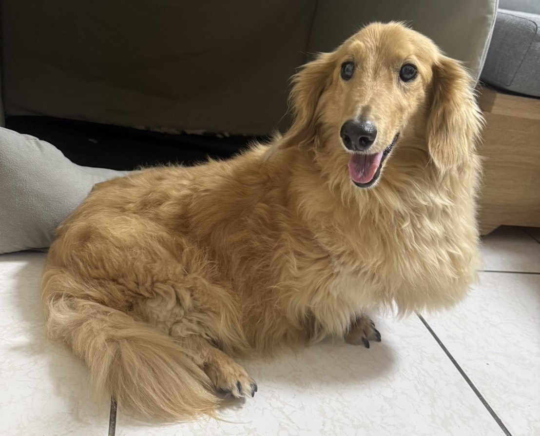 桃園市待認養狗 臘腸犬