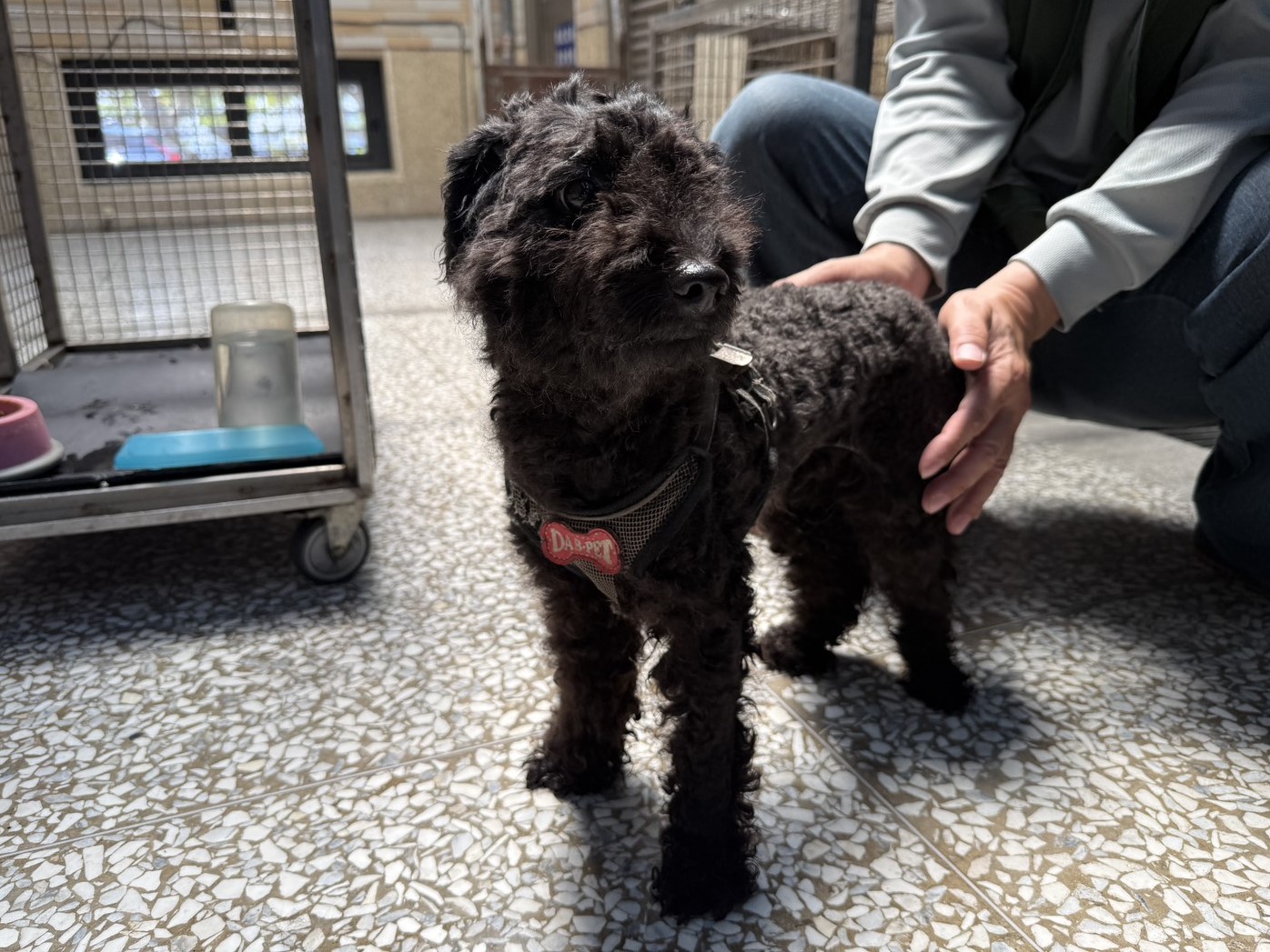 高雄市待認養狗 貴賓犬