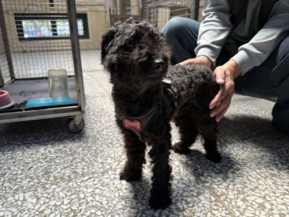 高雄市待認養狗｜貴賓犬｜黑色｜公