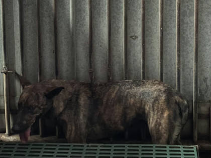 彰化縣待認養狗｜混種犬｜虎斑色｜母