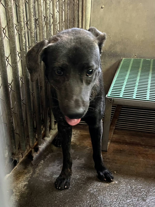 彰化縣待認養狗 混種犬