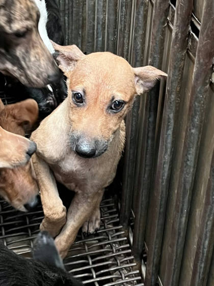 彰化縣待認養狗｜混種犬｜黃色｜母