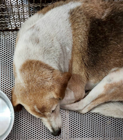 新北市待認養狗｜混種犬｜黃白色｜母