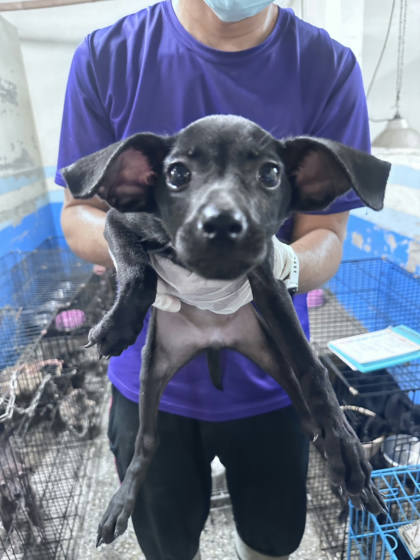 苗栗縣待認養狗｜混種犬｜黑色｜母