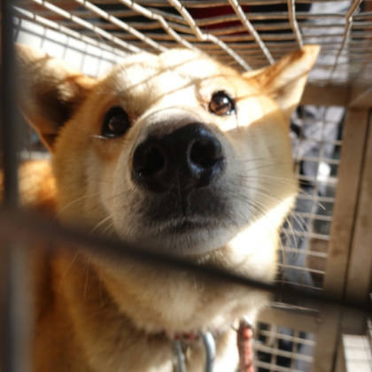 台南市待認養狗｜柴犬｜黃色｜公