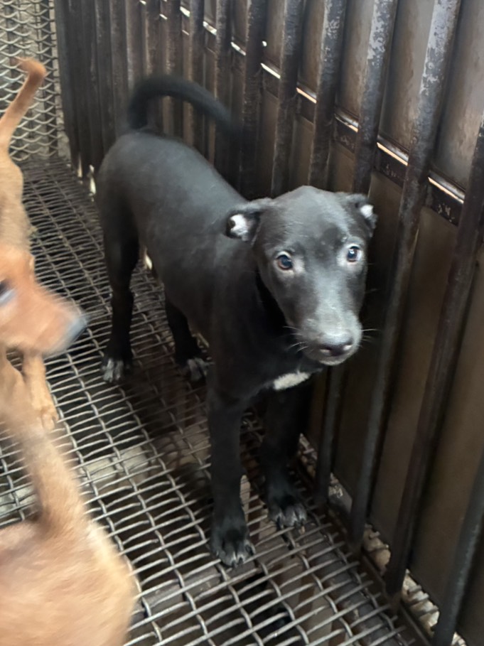 彰化縣待認養狗 混種犬