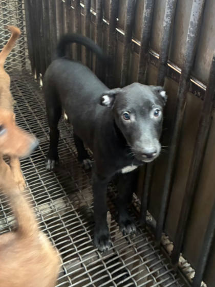 彰化縣待認養狗｜混種犬｜黑白色｜公