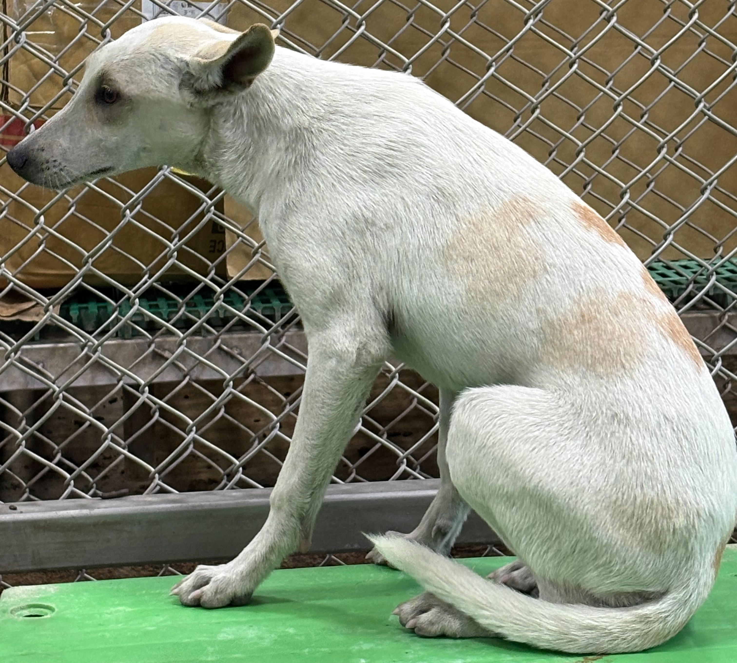 台東縣待認養狗 混種犬
