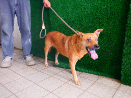 南投縣待認養狗｜混種犬｜黃色｜母