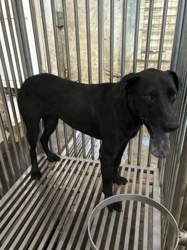 彰化縣待認養狗 混種犬