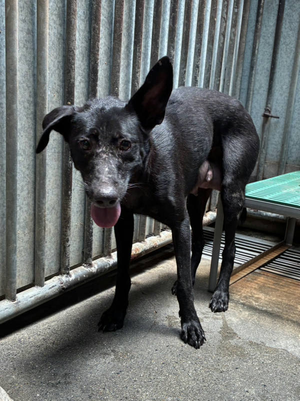 彰化縣待認養狗 混種犬